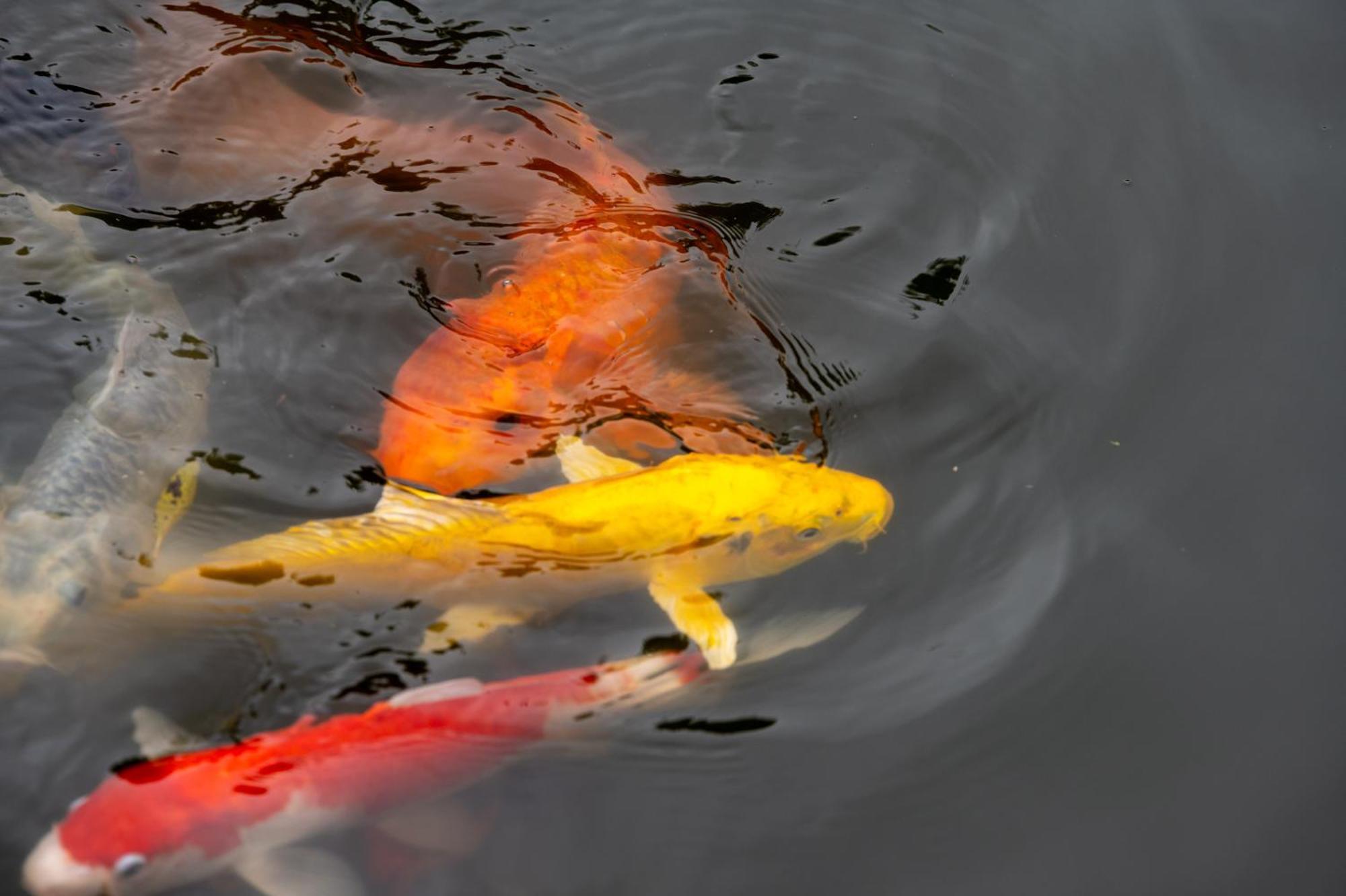 Pezula Nature Retreat Knysna Bagian luar foto Koi